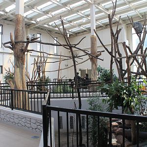 Koalas - Hirakawa Zoo (Kagoshima)