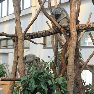 Koalas - Hirakawa Zoo (Kagoshima)
