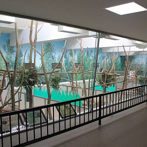 More Koalas - Hirakawa Zoo (Kagoshima)