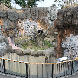 Japanese Black Bear - Hirakawa Zoo (Kagoshima)