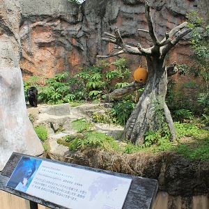 Japanese Black Bear - Hirakawa Zoo (Kagoshima)