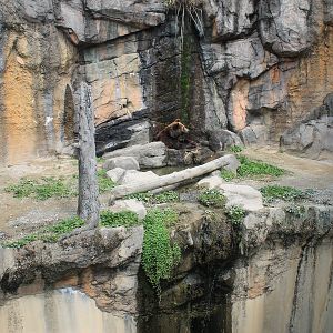 Hokkaido Brown Bear - Hirakawa Zoo (Kagoshima)