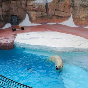 Polar Bear - Hirakawa Zoo (Kagoshima)