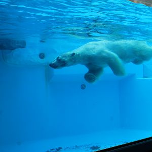 Polar Bear - Hirakawa Zoo (Kagoshima)