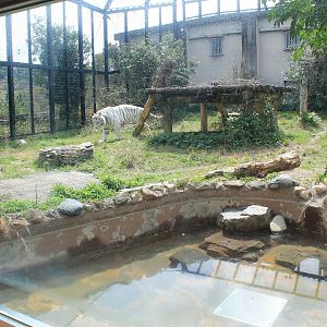 White Tiger - Hirakawa Zoo (Kagoshima)