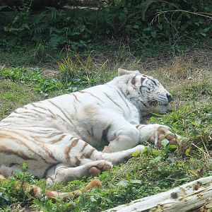 White Tiger - Hirakawa Zoo (Kagoshima)