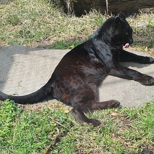Black Leopard - Hirakawa Zoo (Kagoshima)