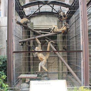 Black-handed Spider Monkeys - Hirakawa Zoo (Kagoshima)
