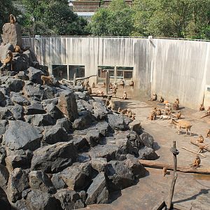 Hamadryas Baboons and Aoudads - Hirakawa Zoo (Kagoshima)