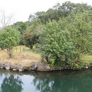 Ring-tailed Lemur island - Hirakawa Zoo (Kagoshima)