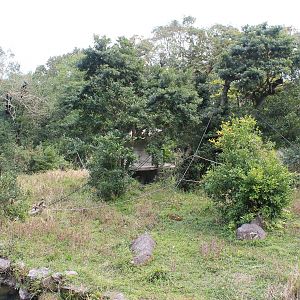 Siamang island - Hirakawa Zoo (Kagoshima)