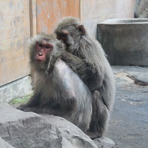 Yakushima Macaques (Macaca fuscata yakui) - Hirakawa Zoo (Kagoshima)