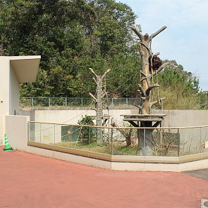 Bornean Orangutan - Hirakawa Zoo (Kagoshima)