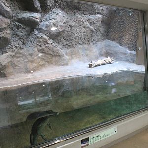 Spectacled Caiman - Hirakawa Zoo (Kagoshima)