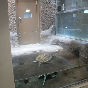 Alligator Snapping Turtle - Hirakawa Zoo (Kagoshima)