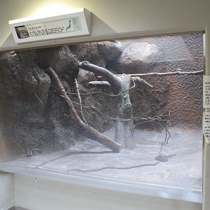 Japanese Rat Snakes - Hirakawa Zoo (Kagoshima)