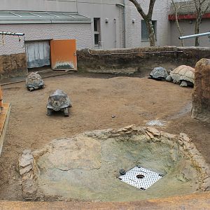 Aldabra Tortoise outside yard - Hirakawa Zoo (Kagoshima)