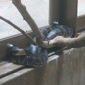 Ryukyu Odd-toothed Snake - Hirakawa Zoo (Kagoshima)