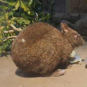 Amami Rabbit (Pentalagus furnessi) - Hirakawa Zoo (Kagoshima)