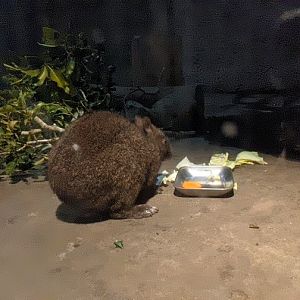 Amami Rabbit (Pentalagus furnessi) - Hirakawa Zoo (Kagoshima)