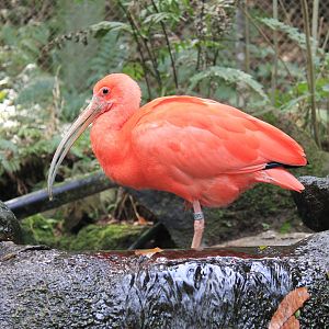 Scarlet Ibis - Hirakawa Zoo (Kagoshima)
