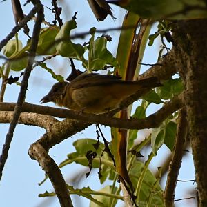 Wild in Arenal Volcano National Park, Costa Rica