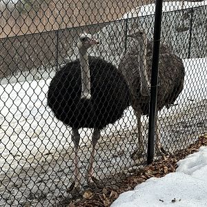 Ostrich Pair