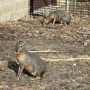 Patagonian Mara/Cavy