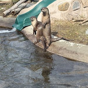North American River Otter