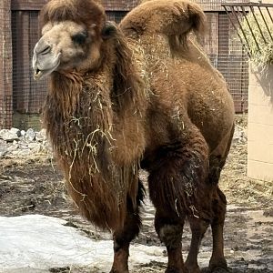 Bactrian Camel