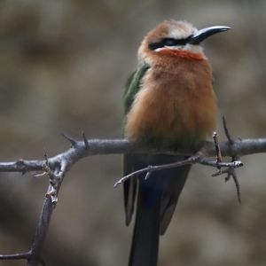 White-Fronted Bee-Eater