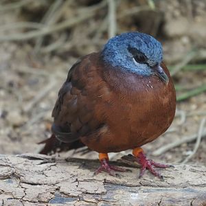 Blue-Headed Wood Dove