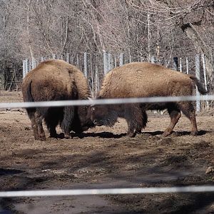 American Plains Bison 1