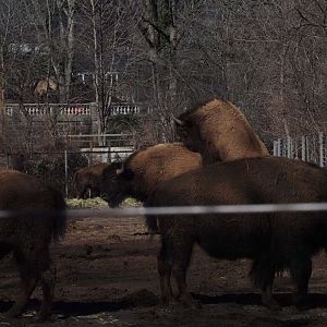 American Plains Bison 2