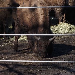 American Plains Bison 3