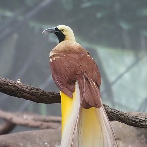 Lesser Bird-of-Paradise
