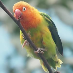 Red-Faced Lovebird