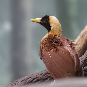 Red Bird-of-Paradise