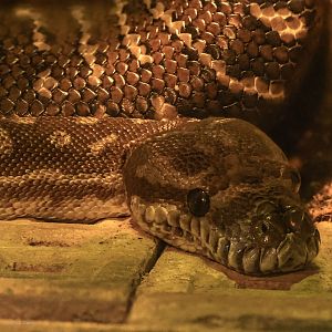 Bredl's python : Cotswold WP : 14 Mar 2025