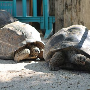 Aldabra (A. gigantea) + Galapagos Giant Tortoises (C. niger ssp.)