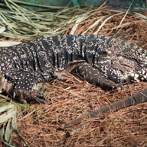 Black-and-White Tegu (Salvator merianae)
