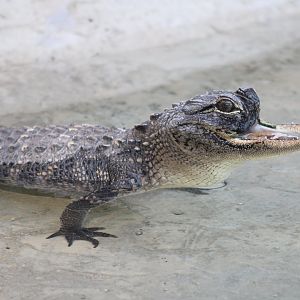 Jawlene the American Alligator (Alligator mississippiensis)