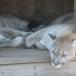 Cougars (Puma concolor ssp.)