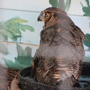 Great Horned Owl (Bubo virginianus)