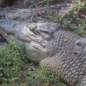 Saltwater Crocodile (Crocodylus porosus)