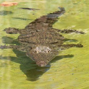 Swimming Nile Crocodile (Crocodylus niloticus)