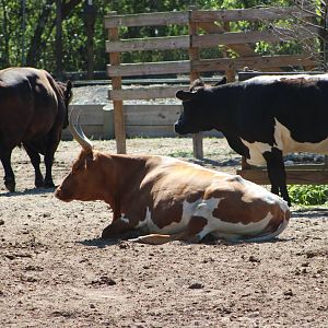 Domestic Cattle (Bos taurus)
