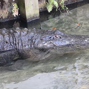 Pops the American Alligator (Alligator mississippiensis)