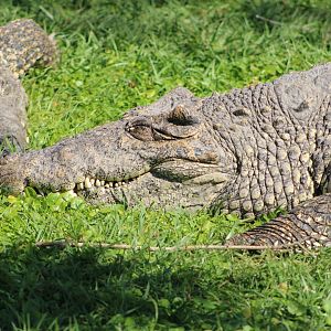 Cuban Crocodiles (Crocodylus rhombifer)
