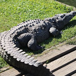 American Crocodile? (Crocodylus sp.)